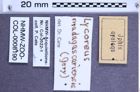 Etiketten zu Lycoreus madagascariensis (Gory, 1832) (NHMW-ZOO-COL-0008190)